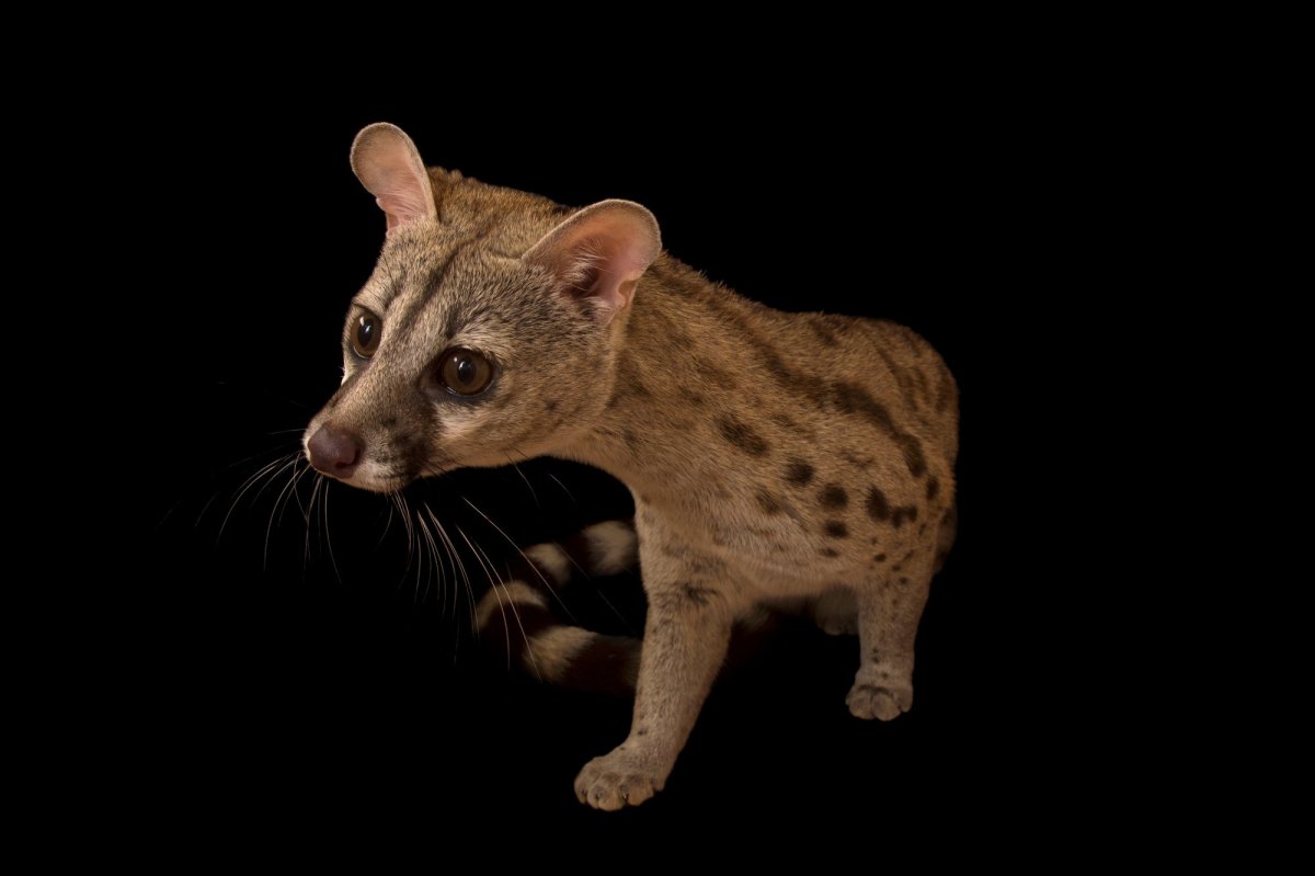 Африканская Циветта