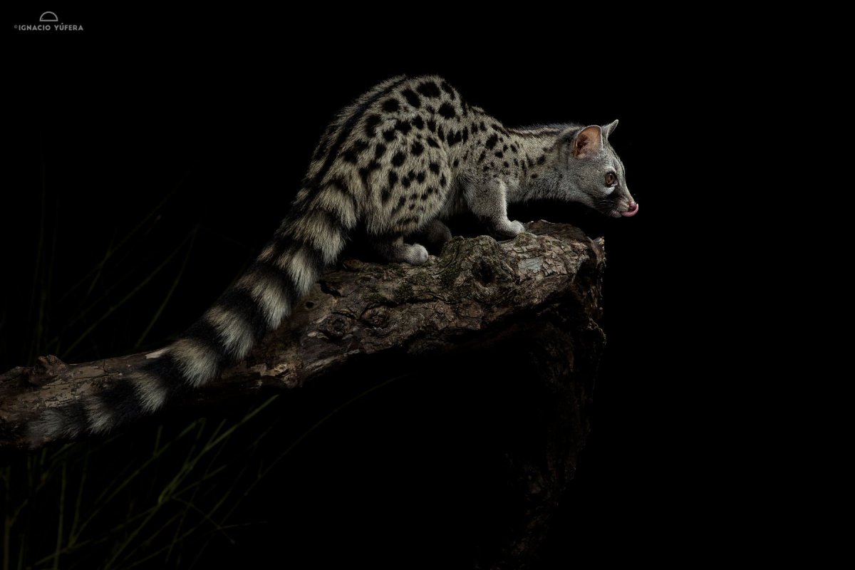 Американская Циветта