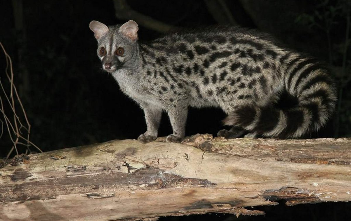 Генетта семейство виверровых