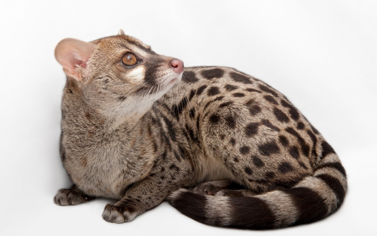 Обыкновенная генетта