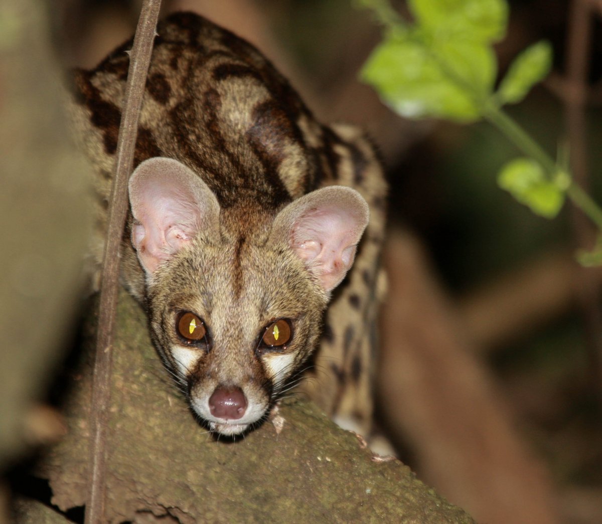 Обыкновенная генетта домашняя