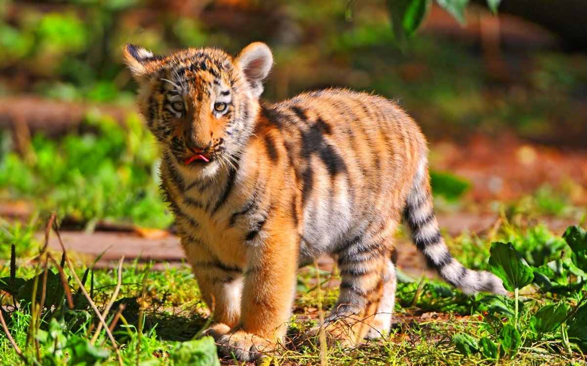 Маленькие Дикие животные