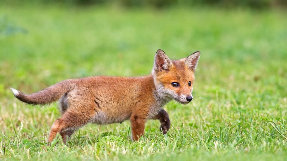 Маленький Лисенок