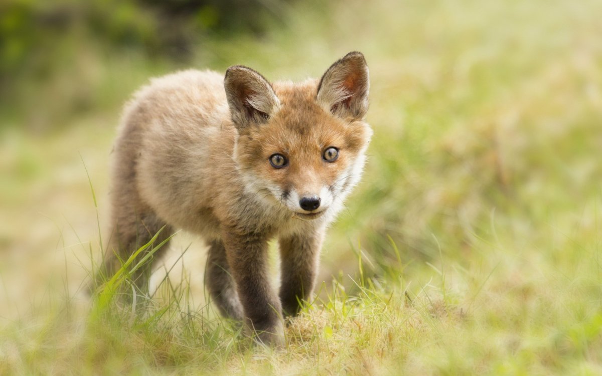 Красивые животные