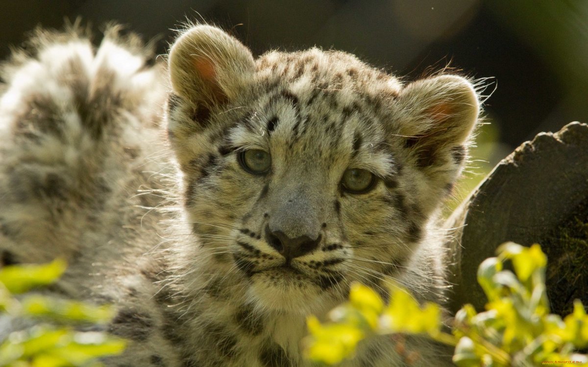 Тигрята снежного Барса