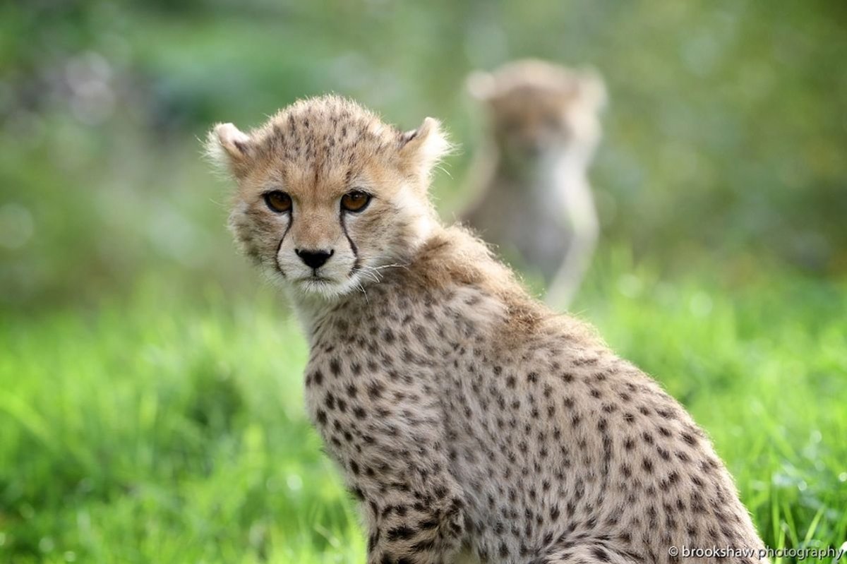 Гепард молодой