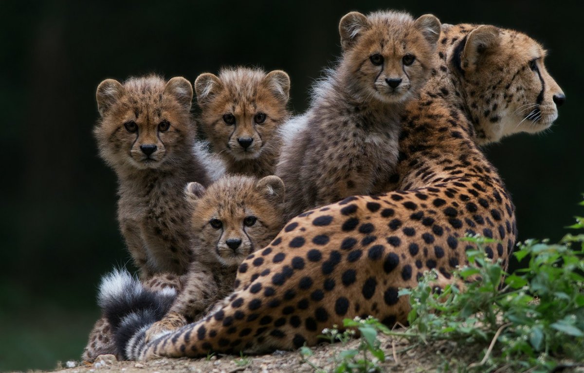 Семья гепардов