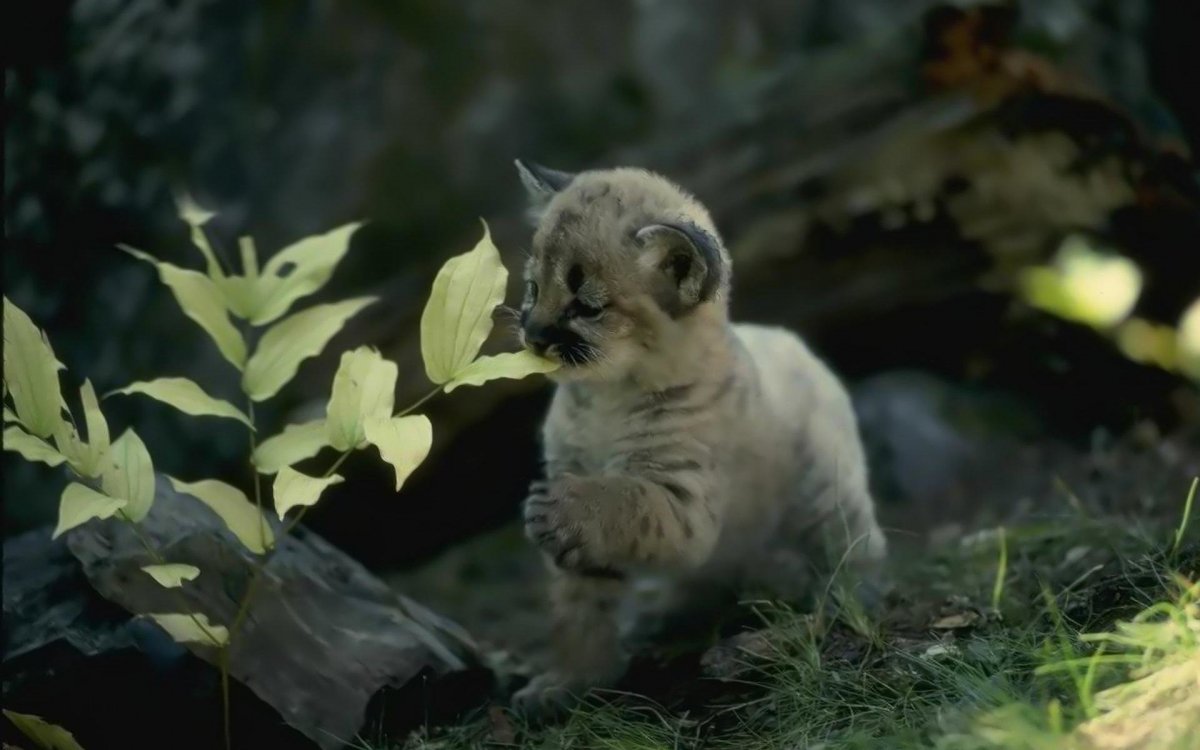 Малыши в дикой природе фильм 2016