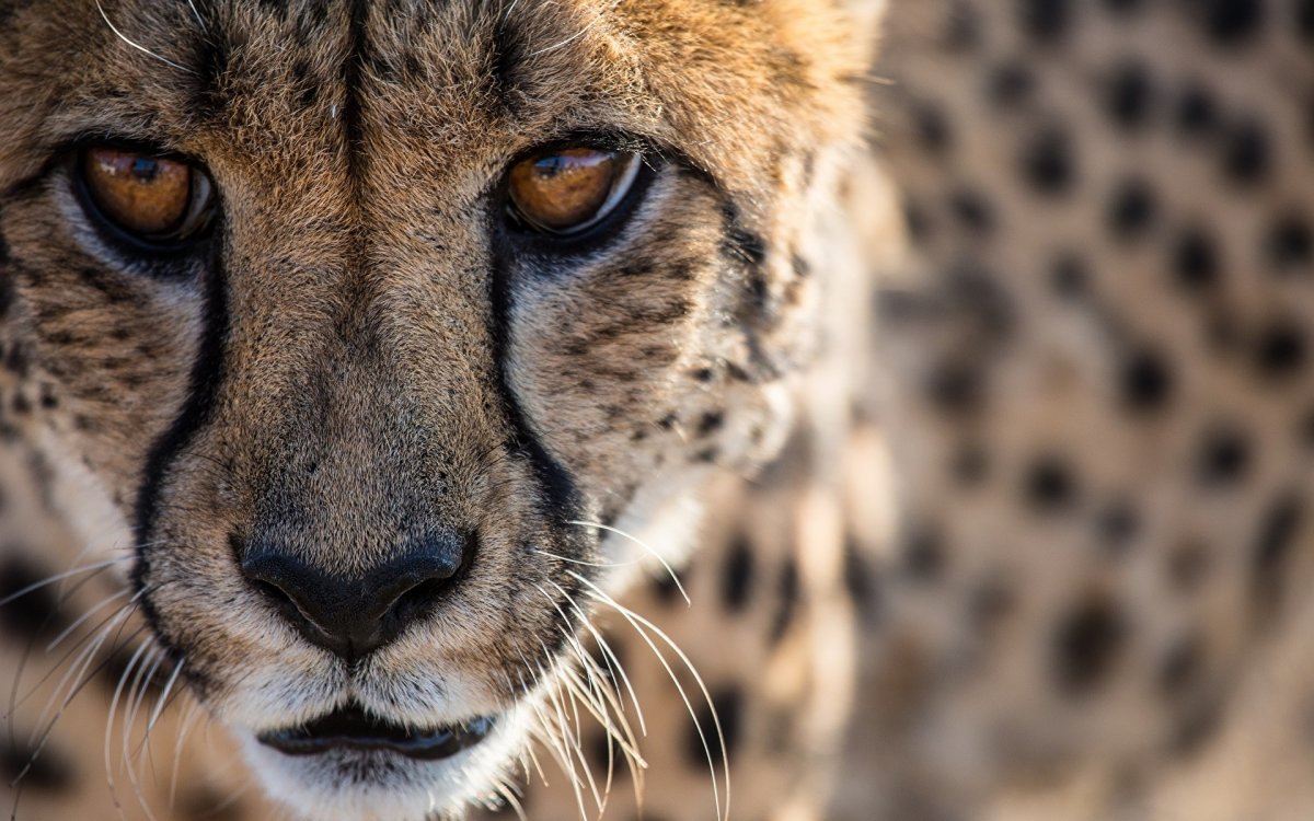 Зоопарк Анталии Жираф