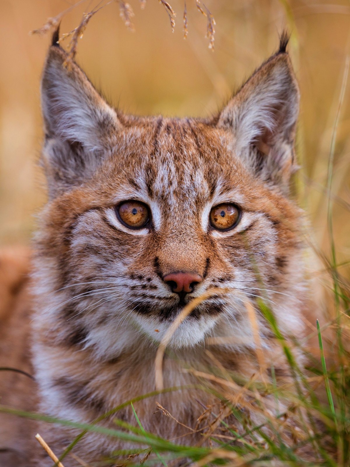 Тигриная морда