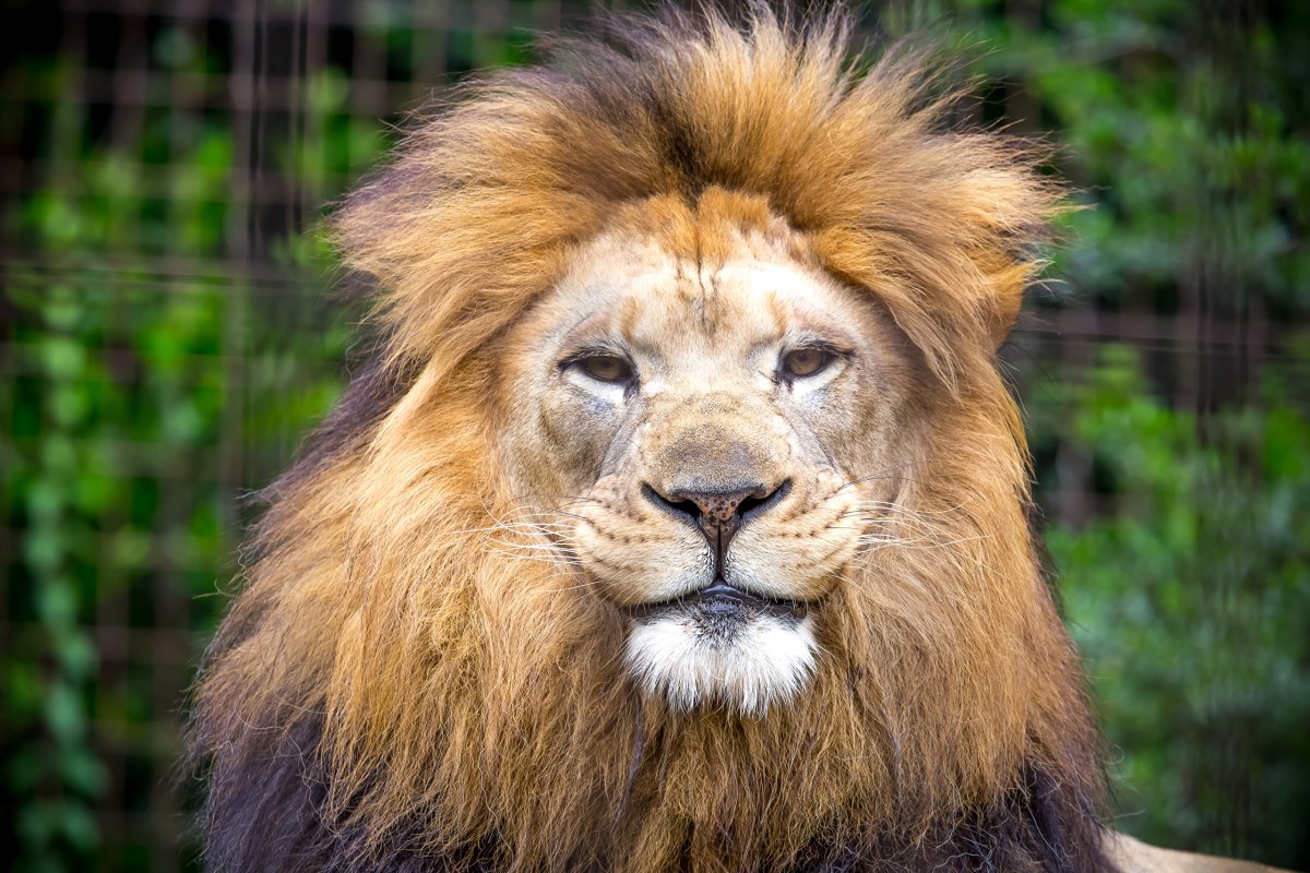 Животные Лев