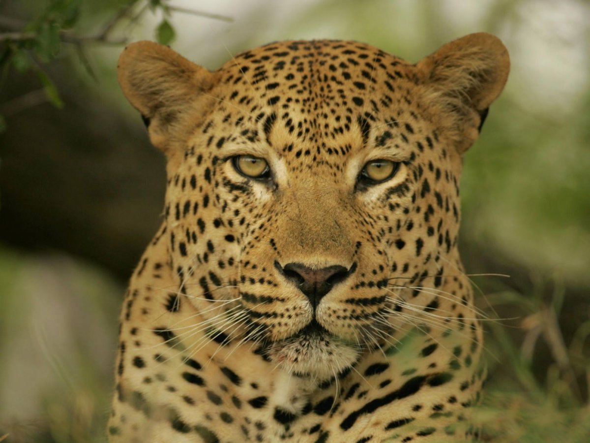 Глаза тигра фото