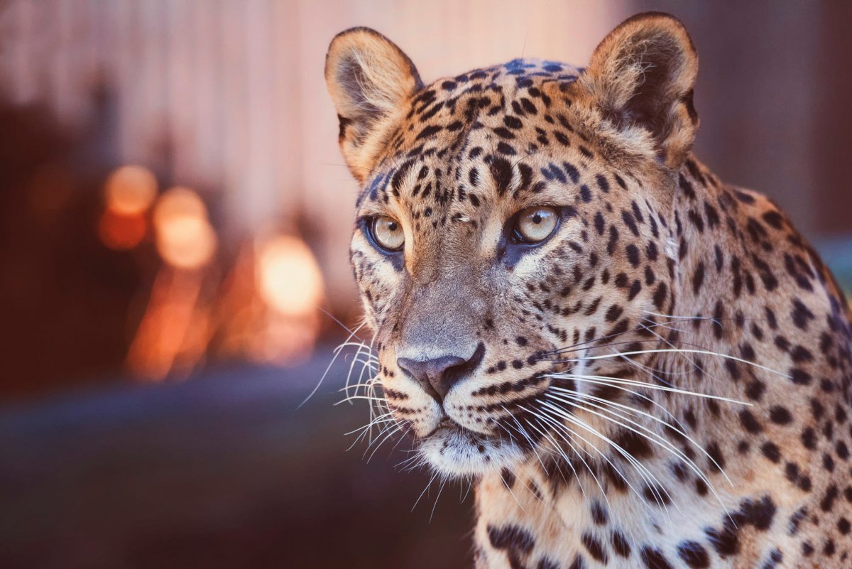 Гепард анфас