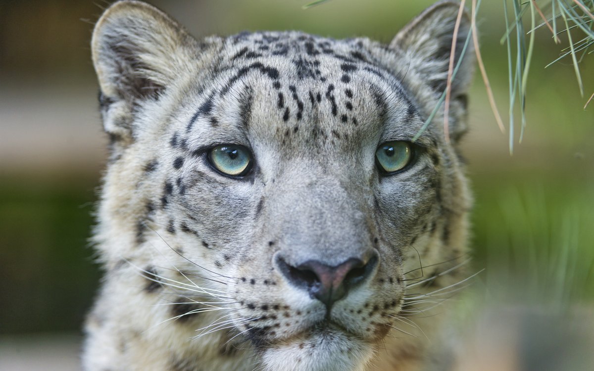 Берберийский леопард