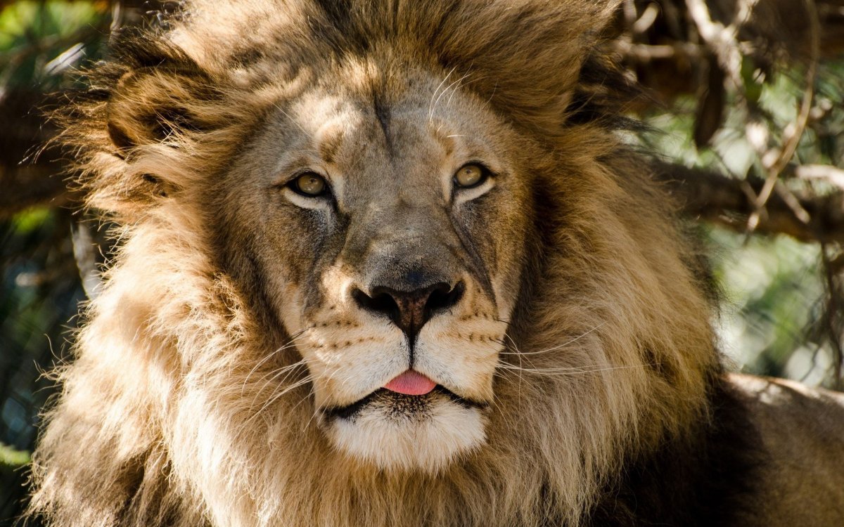 Лама и альпака