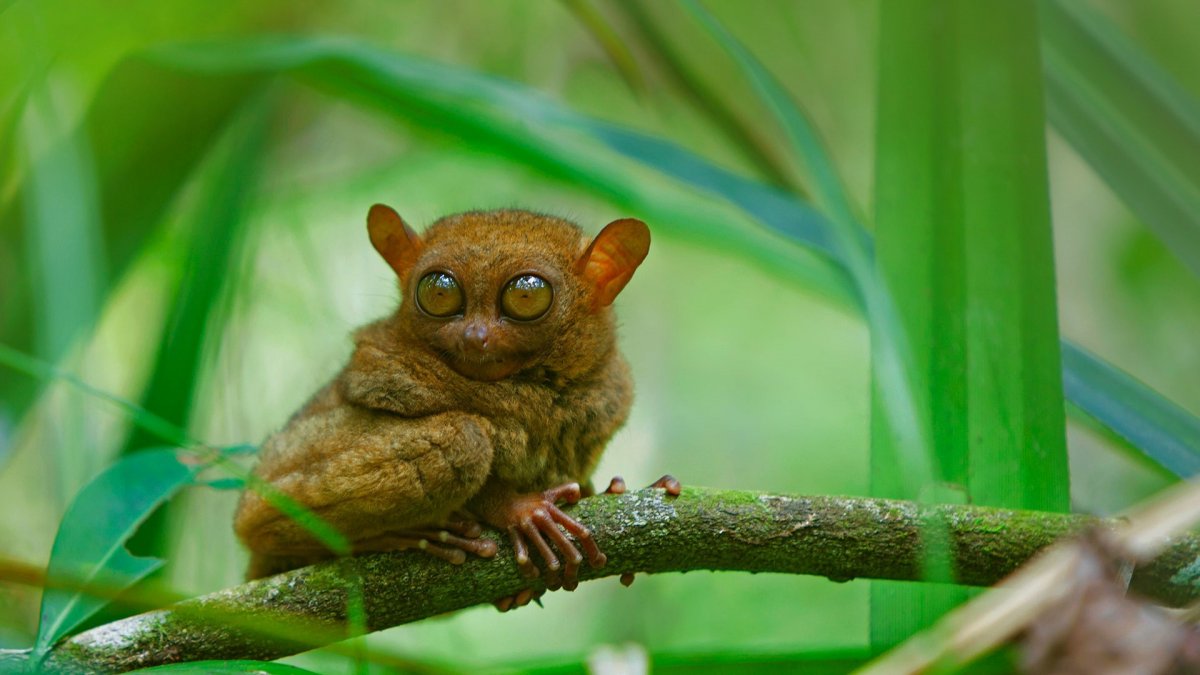 Пучеглазый долгопят