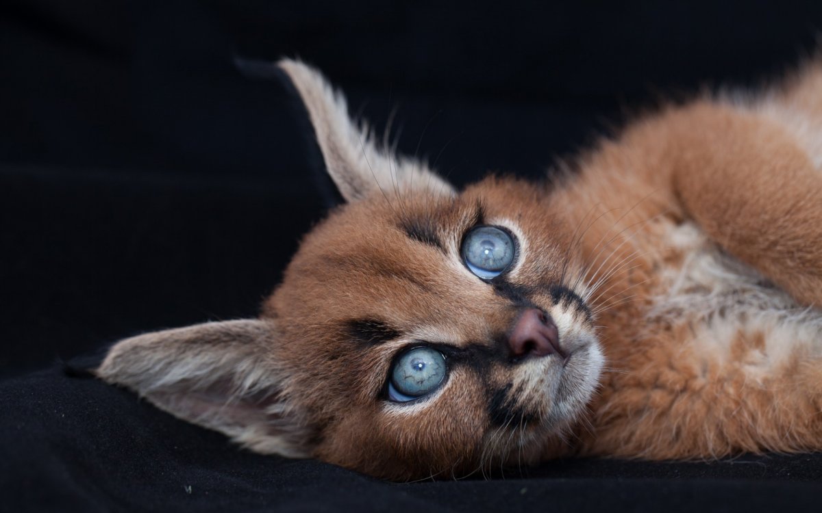 Каракал, пустынная Рысь