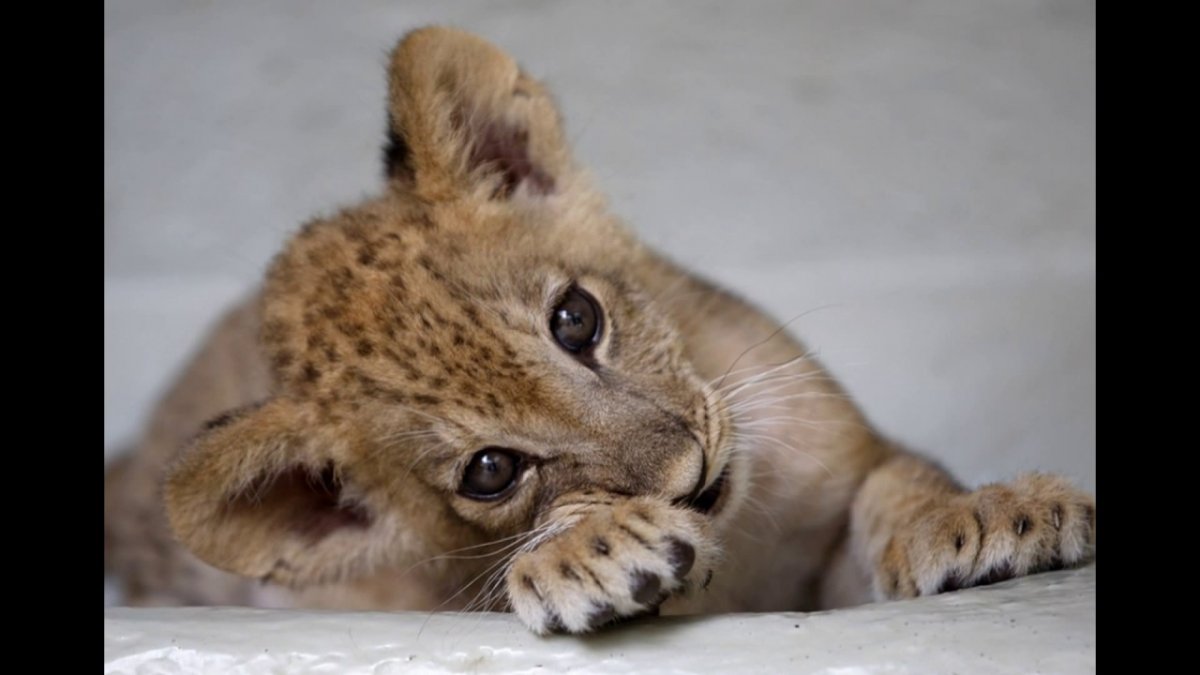 Детеныши животных