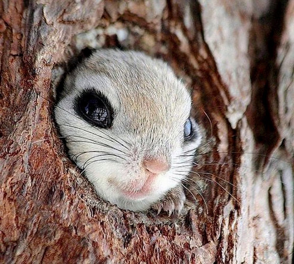 Японская белка Момонга