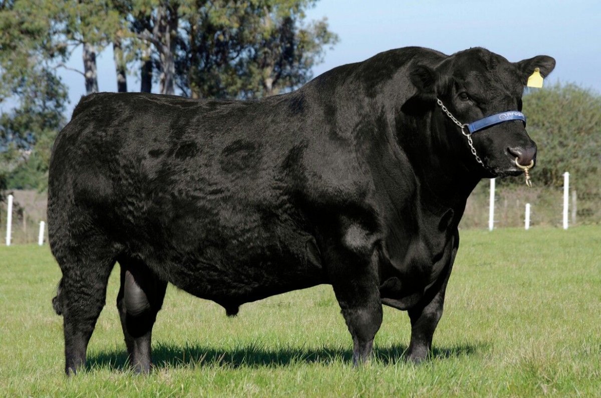 Бык "Абердин-Ангус"
