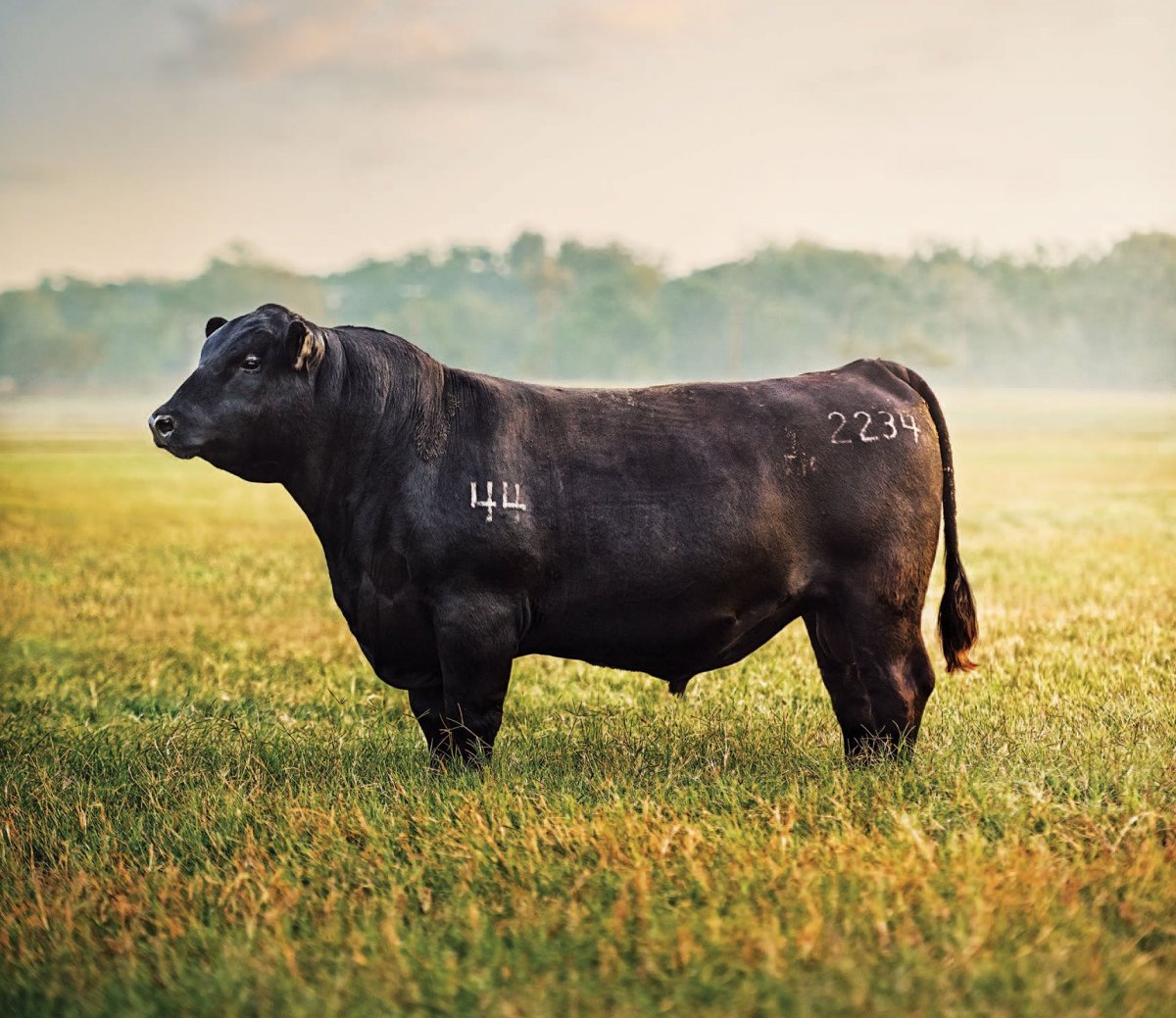 Блэк Ангус порода Быков