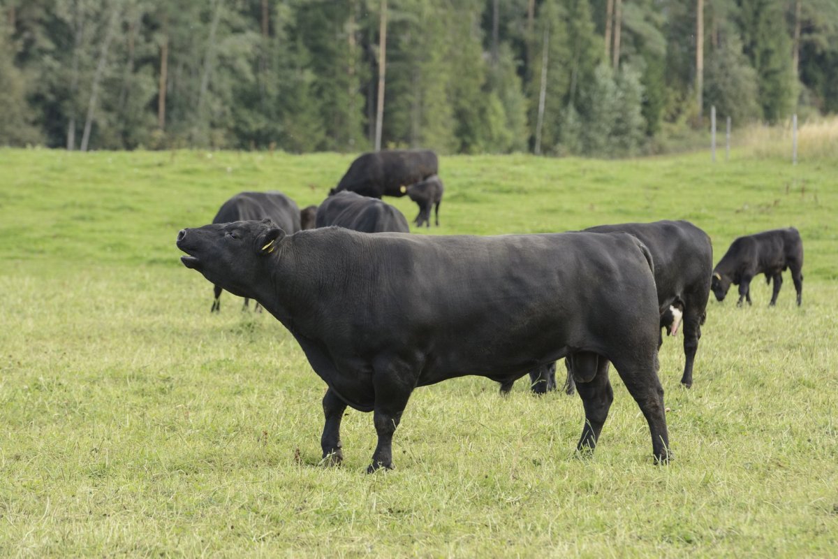 Бык "Абердин-Ангус"