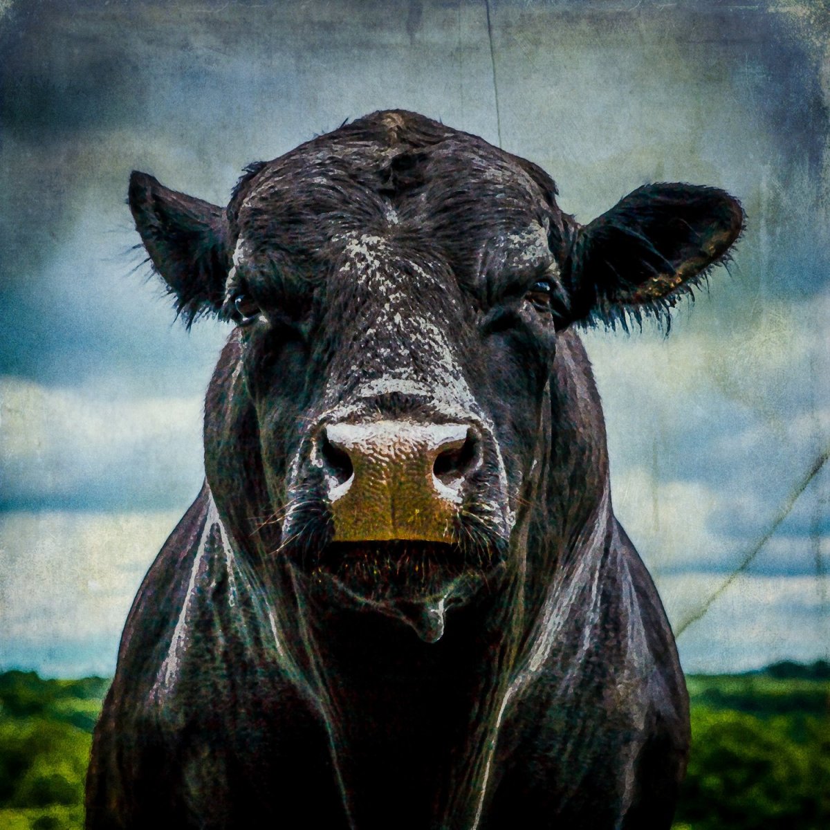 Бычок Black Angus