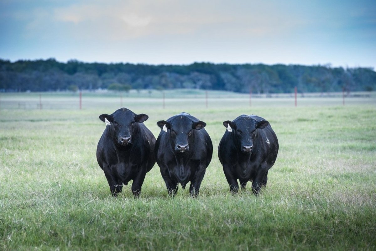 Бычки Блэк Ангус