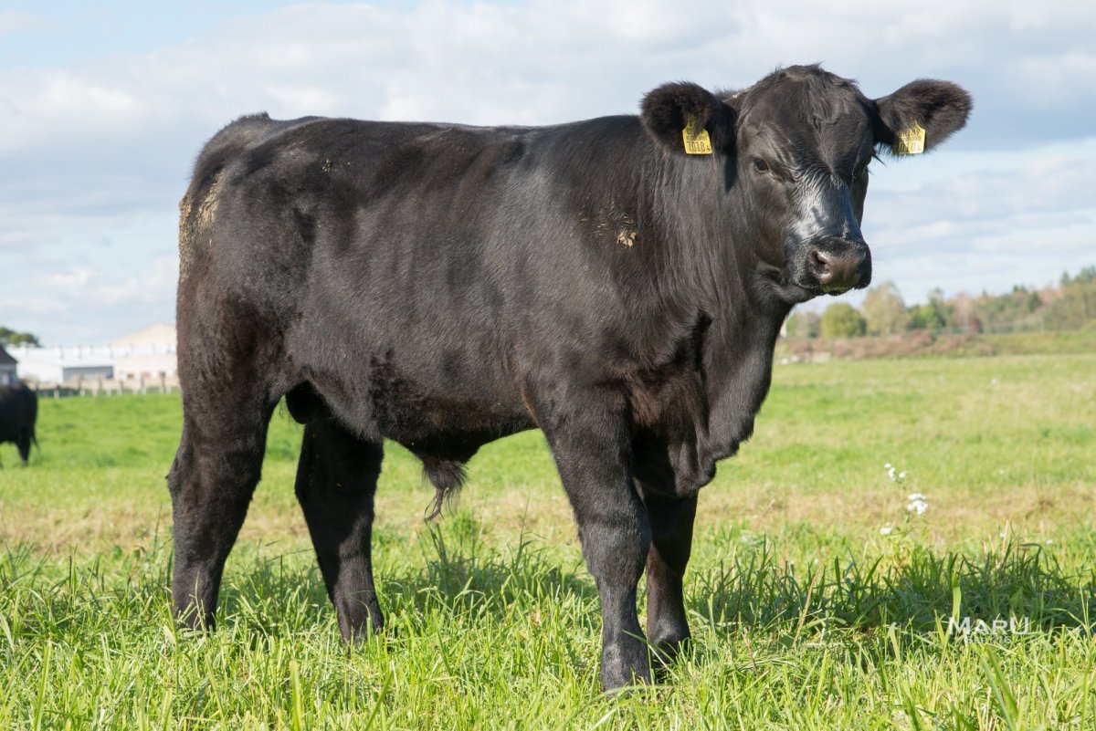 Бык "Абердин-Ангус"