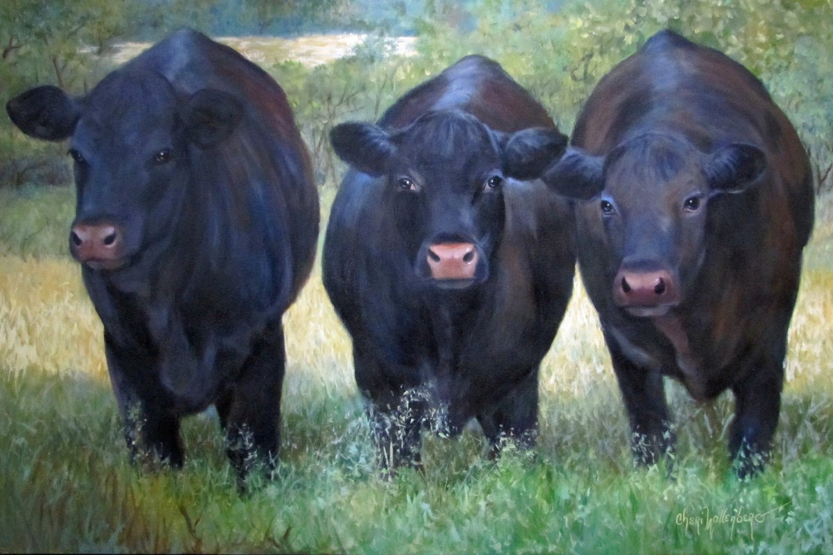 Black Angus Cow