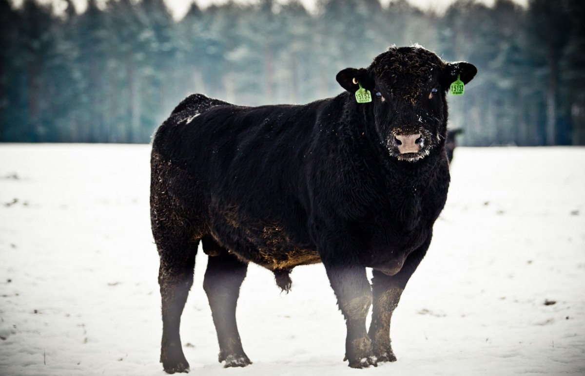 Абердин Блэк Ангус