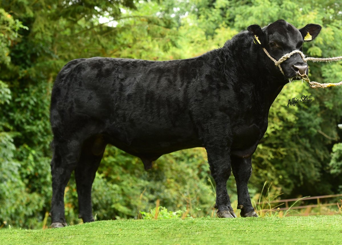 Бык Абердин-Ангус,l