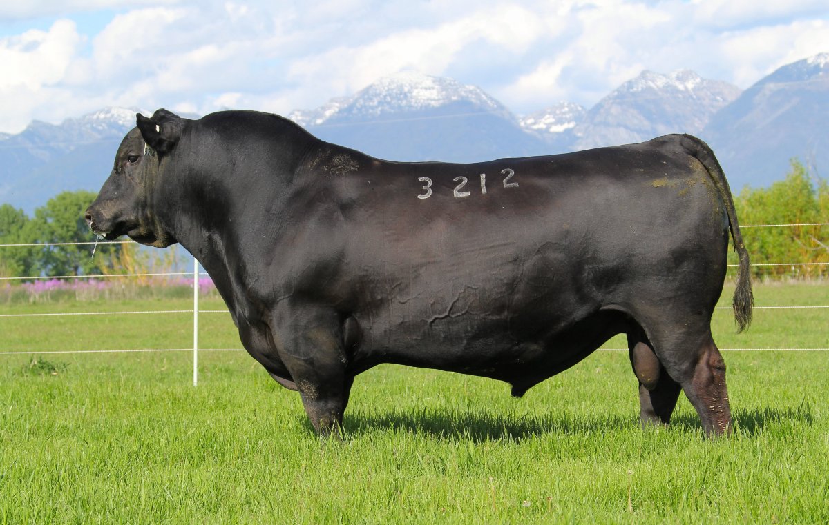 Биг порода Ангус