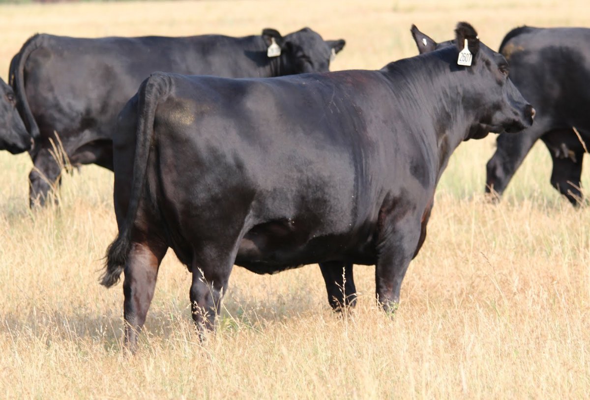 Блэк Ангус фото