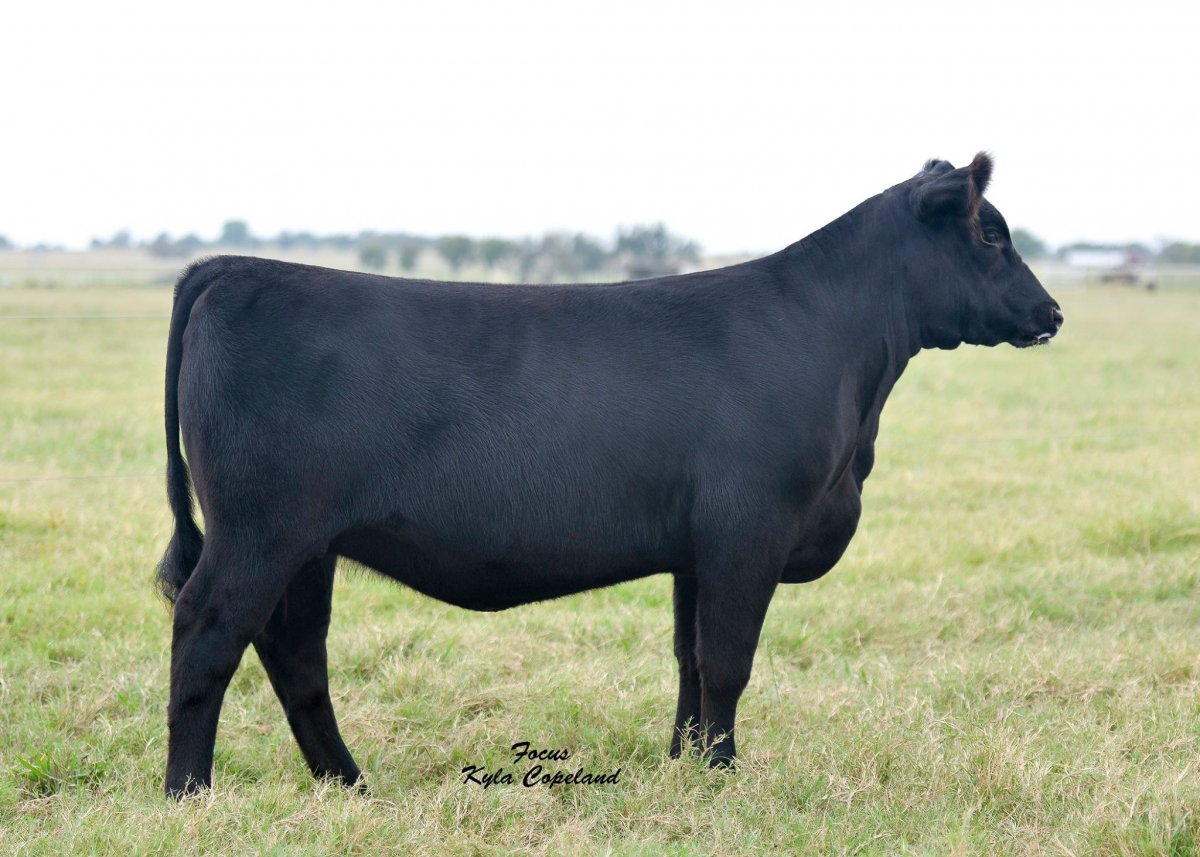 Блэк Ангус порода