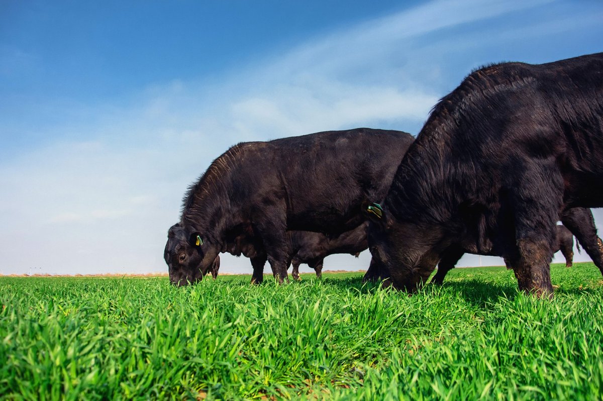 Бык "Абердин-Ангус"