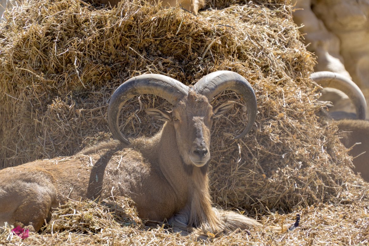 Тоскана животное
