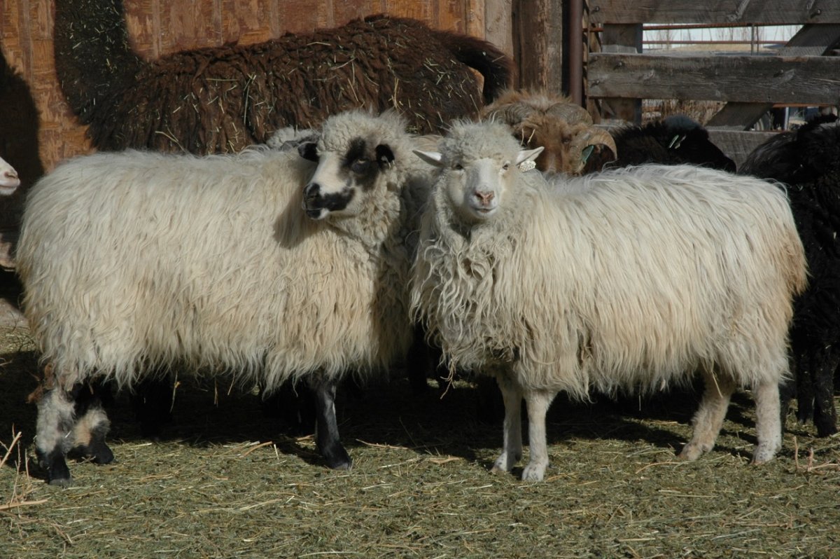 Овца Навахо