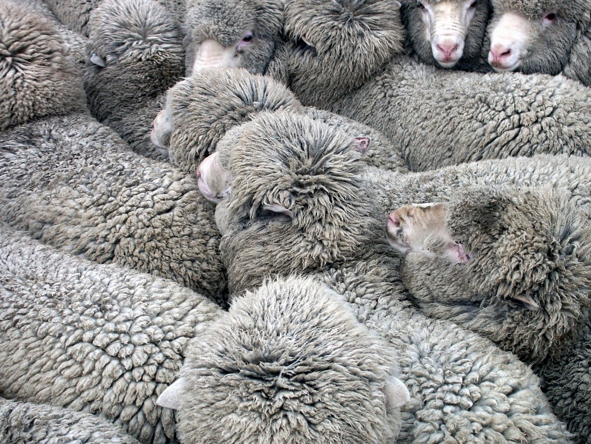 Шерсть млекопитающих