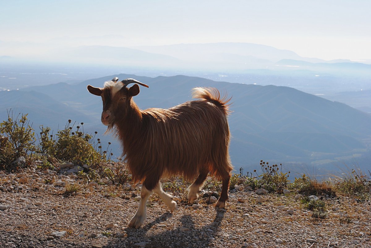 Тоскана коза