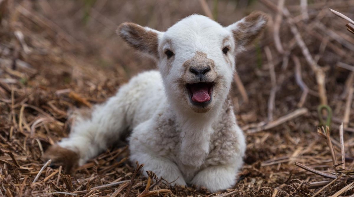 Маленькая Овечка