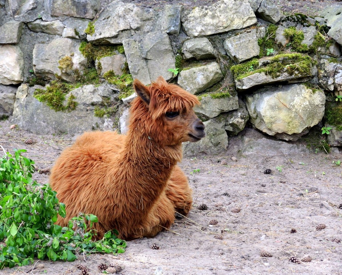 Лама зоопарк Санкт Петербург-