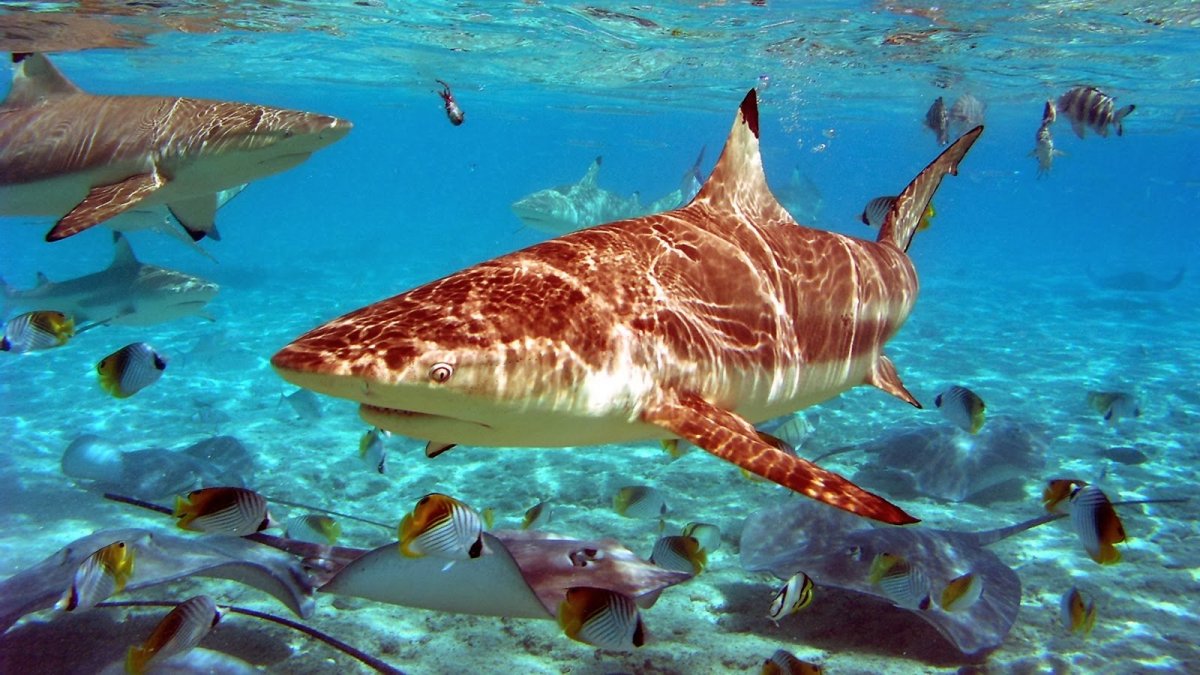 Мадагаскарская острозубая акула