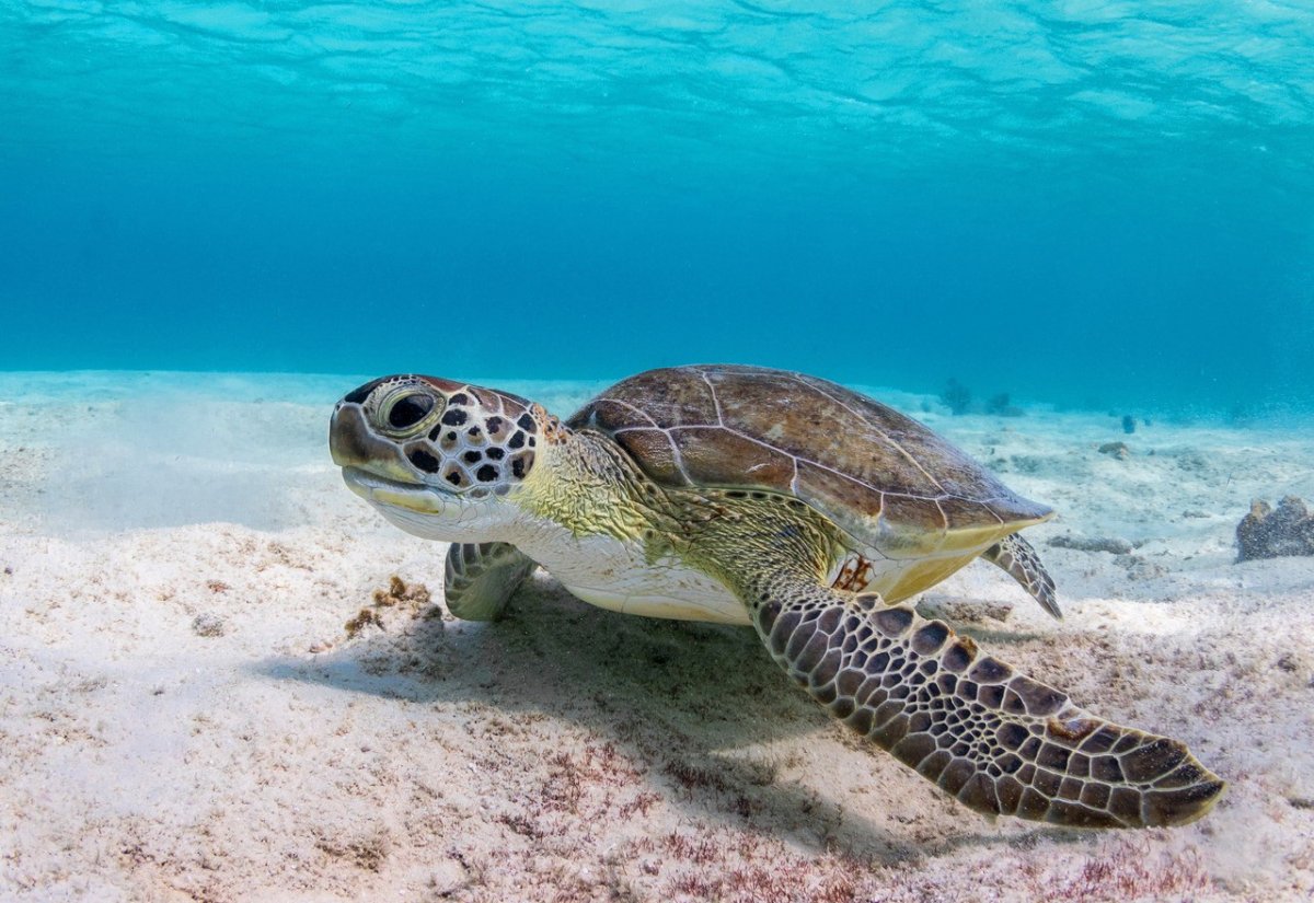 Морская черепаха Марина HML-1240679