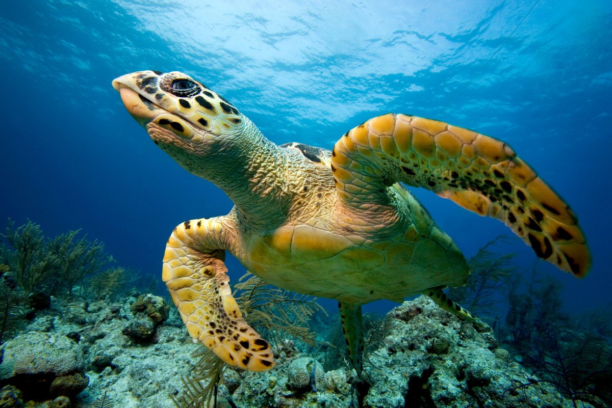 Кубинская морская черепаха