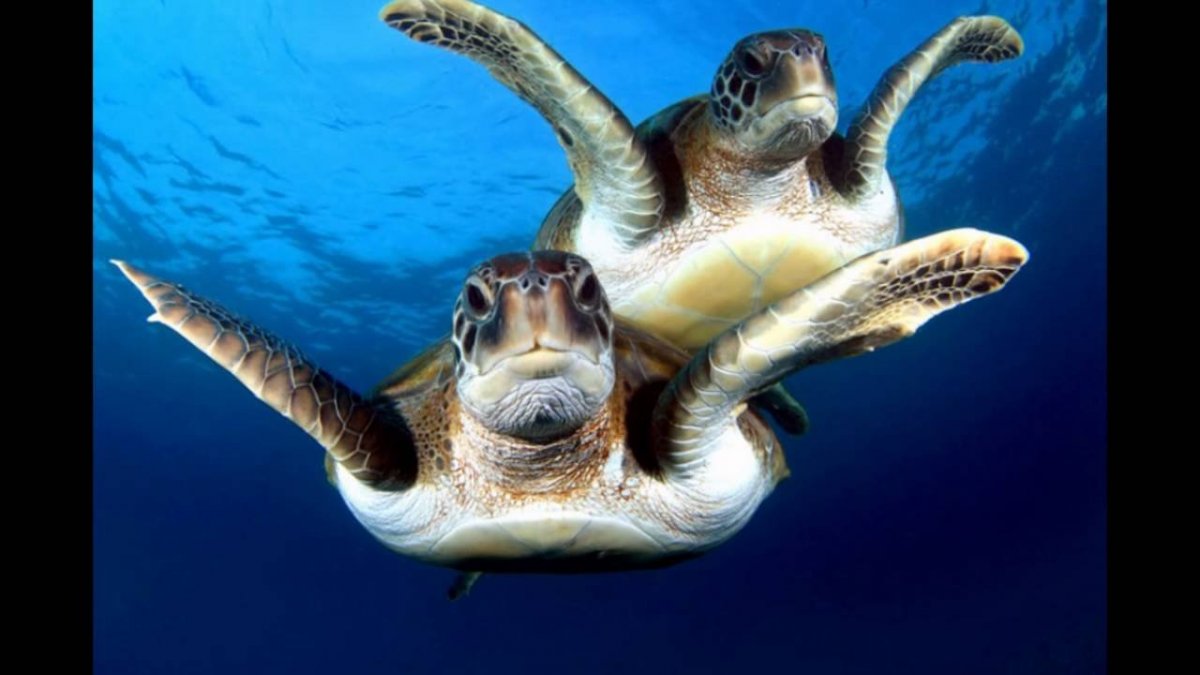 Черепаха плавает