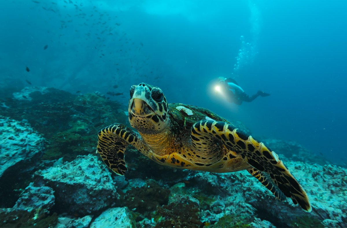 Океанические обитатели