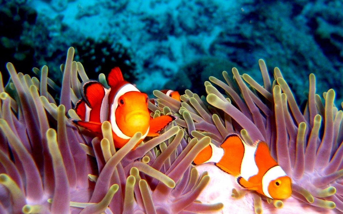 Тихий океан рыба клоун