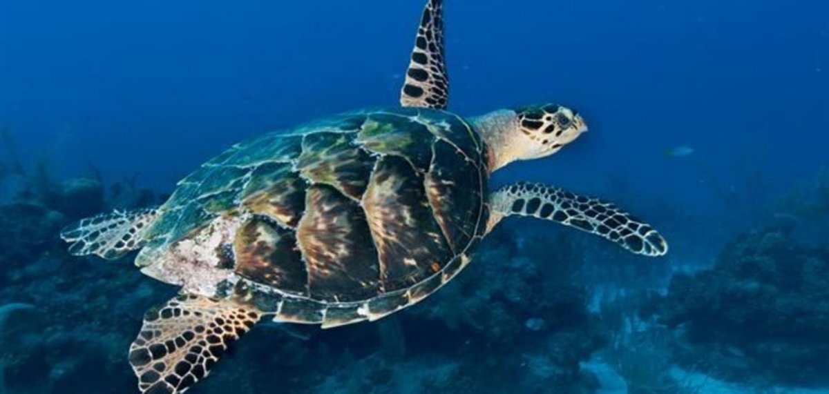 Бисса настоящая Каретта