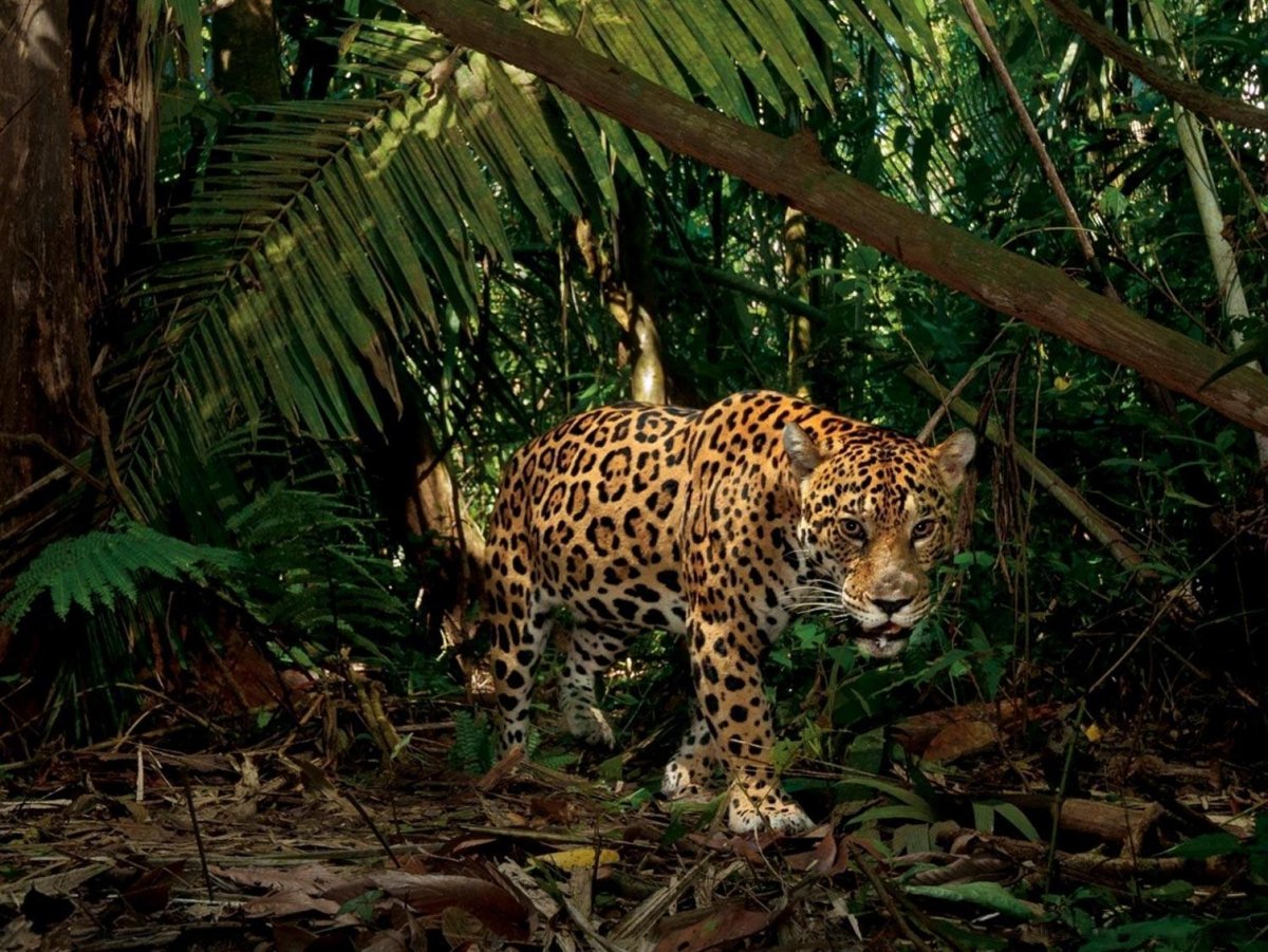 Амазонский Ягуар